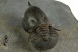 Pelagic Trilobite (Cyclopyge) Fossil - Huge Eyes #344607-5